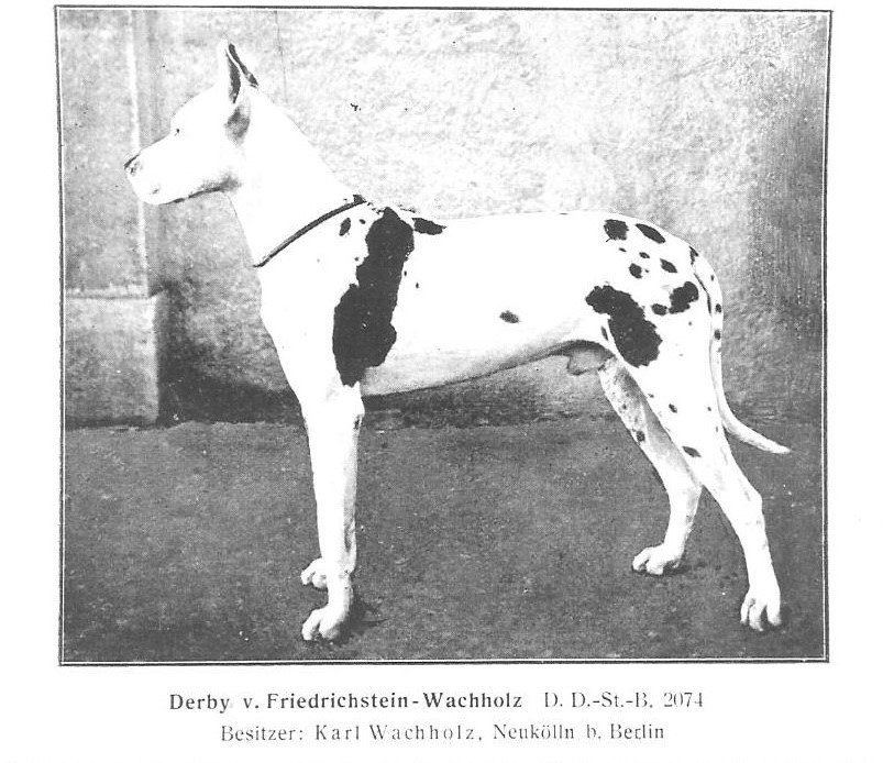 Derby v Friedrichstein-Wachholz